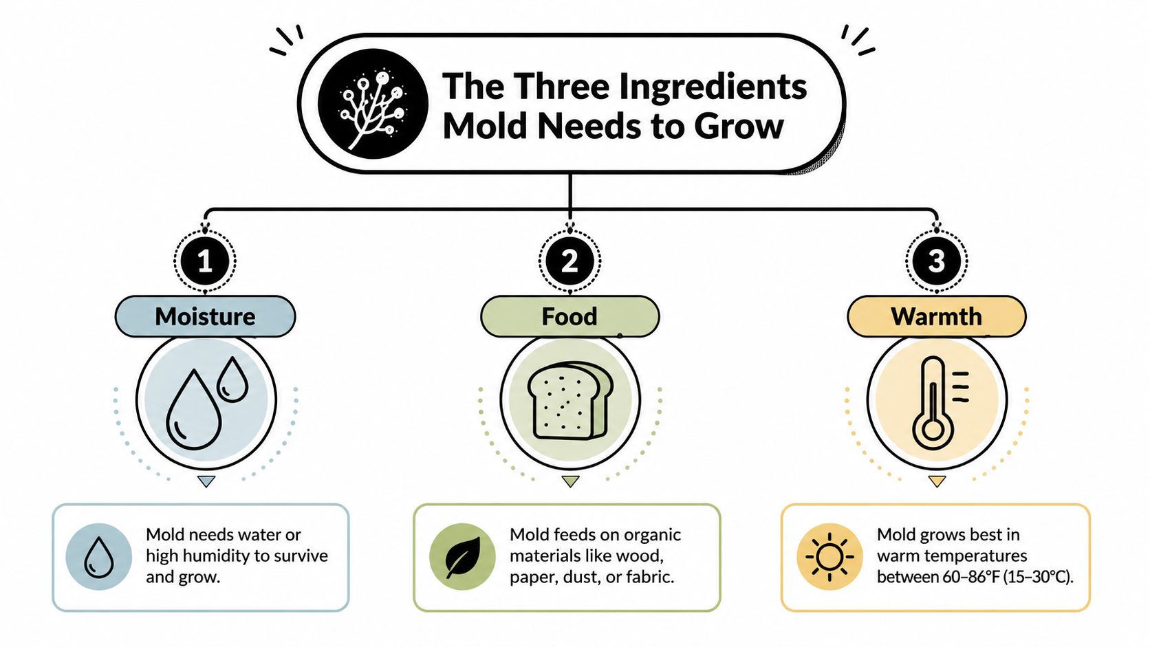 An infographic titled The Three Ingredients Mold Needs to Grow, listing moisture, food, and warmth.