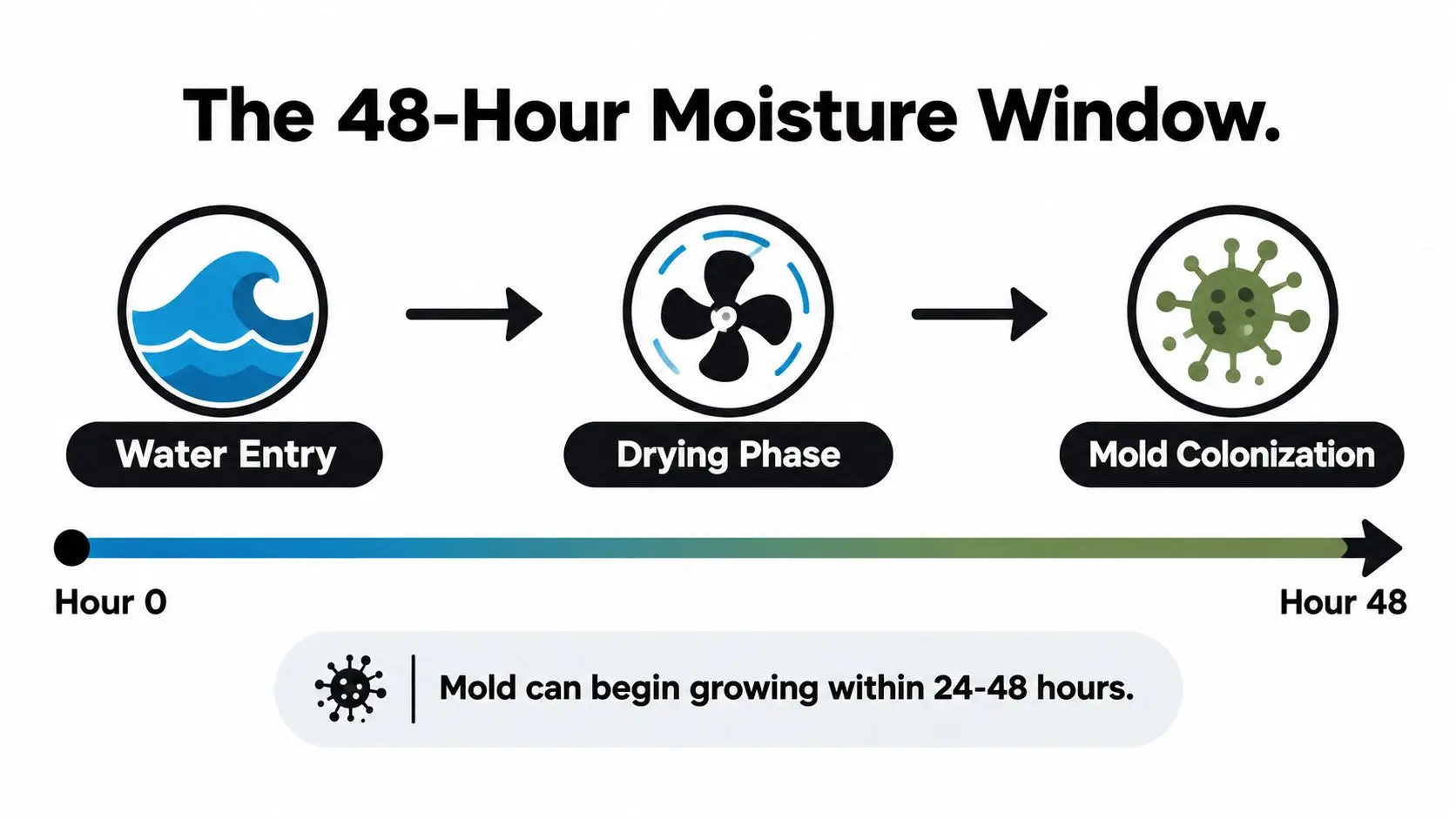 A timeline graphic showing that mold can begin growing within 24 to 48 hours after water entry.